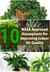Air-Purifying-Plants
