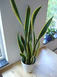 plants-that-will-help-improve-indoor-air-quality